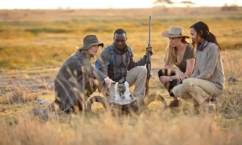 asilia-adventures-tz-2019-147-1-guide-talking-to-guests-about-a-buffalo-skull-jpg-1024x683.jpg
