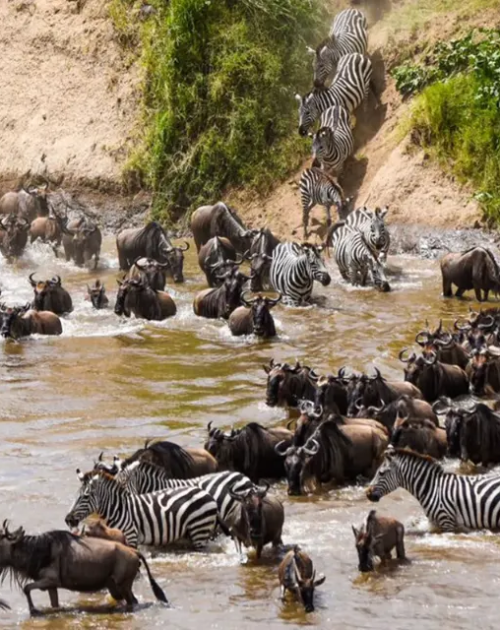 imgi_181_2-migration