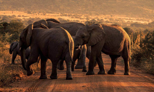 imgi_187_img-NQSVXPY-1