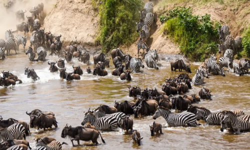 imgi_188_2-migration