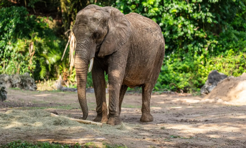 imgi_191_Kilimanjaro-Safaris_Full_56430