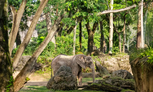 imgi_201_Kilimanjaro-Safaris_Full_56431