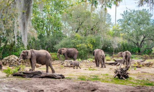 imgi_33_72702897007-243-e-04907650463-da-3656-dcadb-9-d-5-a-021-scaled