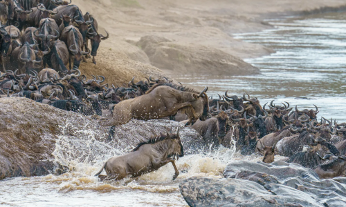imgi_40_Blue-Wildebeest-jumping-Kenya-Mark-Beaman-B06400 (1)
